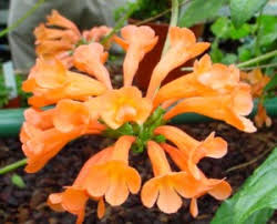 We did not find results for: Agalmyla Genera Gesneriad Reference Web