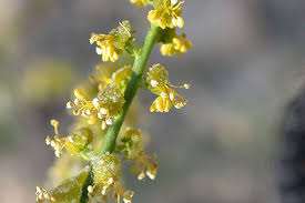 Image result for Disperis mozambicensis