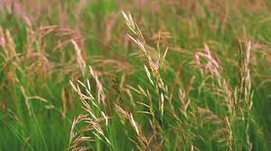 Video di trattamenti naturali, malattie, perdita di peso, fitness, una vita sana e benessere.ricorda: Luoghi Da Evitare Con Allergia Primavera Graminacee Donne Magazine