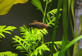 Is This Normal Platy Behavior? | Platy Forum