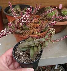 Crassula Capitella Thyrsiflora Plants Succulents Planting Succulents