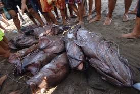 Selain beberapa jenis ikan kerapu yang telah dijelaskan diatas, sebenarnya masih banyak jenis ikan kerapu lainnya yang ada di alam, namun tidak semuanya ada dipasaran karena habitatnya di laut dalam yang sulit untuk dijangkau para nelayan. Ekspor Ikan Kerapu Dari Belitung Ke Hong Kong Capai 24 Ton Republika Online
