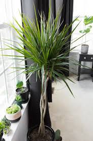 Image result for dracaena