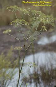 Image result for Secamone filiformis