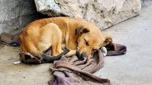 El 28 de mayo será desde este año el día del perro sin raza. Nos Sumamos A La Celebracion Del Dia Del Perro Sin Raza Feva