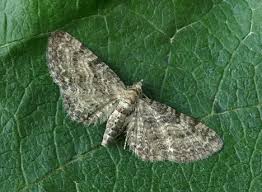 Image result for Eupithecia subfuscata