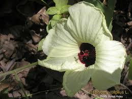 Image result for Hibiscus vitifolius