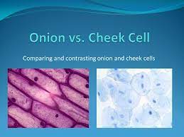 Smaller group of test subjects. Comparing And Contrasting Onion And Cheek Cells Ppt Video Online Download