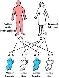 Sex Chromosome Abnormalities And Sex Linked Genes