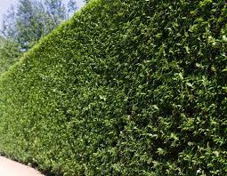 Versuchen sie dann einen der unten stehenden gartenzentren! Blumen Pflanzen Echter Rotdorn Crataegus Laevigata Pauls Scarlet 60 100 Cm Hoch Garten Von Ehren Garten Agb Lv