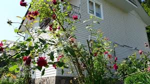 Maybe you would like to learn more about one of these? The House In Mountains And Stock Footage Video 100 Royalty Free 11278556 Shutterstock