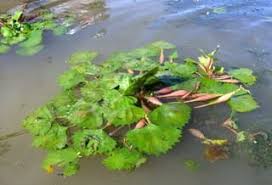 Jom lihat ada 15 gambar jenis pokok. 10 Jenis Tanaman Paling Populer Yang Hidup Di Air