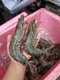 Jumbo Prawns ( Price Per Kg) - Nor Supplies Ltd
