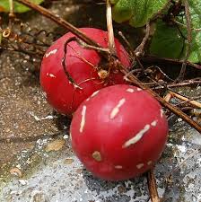 Image result for Diplocyclos