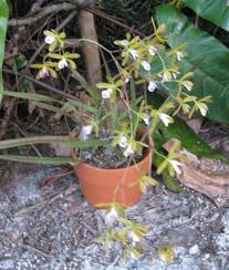 Encyclia encyclia orchids, relatives of the other cattleya alliance orchids, require somewhat similar care. Photo Of The Entire Plant Of Florida Butterfly Orchid Encyclia Tampensis Posted By Dutchlady1 Garden Org