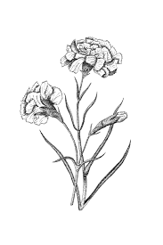 Carnation Botanical Illustration Botanical Wall Art Black Etsy Black And White Flower Tattoo Carnation Flower Tattoo Carnation Drawing