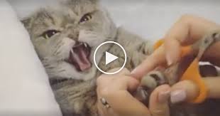 cats reaction when she gets her nails