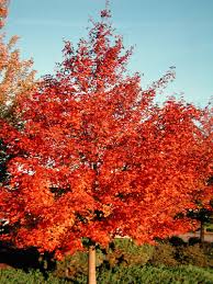 Check spelling or type a new query. Great Plant Picks Unbeatable Plants For The Maritime Northwest Garden
