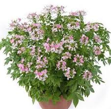 Image result for Cleome