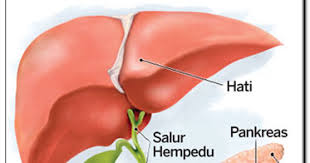 Penyakit batu empedu atau cholelithiasis adalah kondisi yang ditandai dengan sakit perut mendadak akibat terbentuknya batu di dalam kantung organ ini mampu memproduksi dan menyimpan cairan empedu yang berperan penting dalam proses pencernaan, termasuk mencerna kolesterol yang. 5 Simptom Hempedu Anda Ada Batu Yang Anda Tidak Tahu Ruzanaibs Com