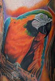Beautiful Macaw Tat Parrot Tattoo Picture Tattoos Pet Memorial Tattoo