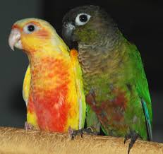 Grey Bird With Red Cheeks Suncheek And Normal Green Cheek Conures Conure Conure Parrots African Grey Parrot