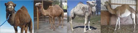 After that, a mother camel would find a private spot wherein she would have her young. Range Of White Spotting Phenotypes In This Study A A Minimally Download Scientific Diagram