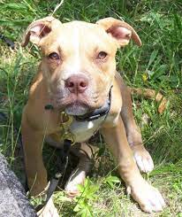 This price is calculated by averaging all of the adverts placed for sale on the pets4homes.co.uk website throughout the year 2018, for the american bulldog dog breed. Tan American Bulldog Dogs Png Hi Res 720p Hd