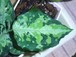 アグラオネマ 復活系 Aqu Raceae
