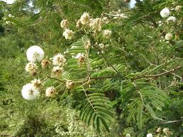 Image result for Acacia abyssinica