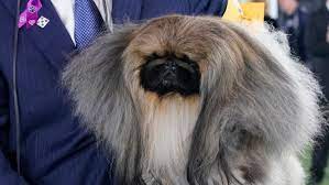 Don't feed your dog wasabi. 2n9yrn2p3jyibm