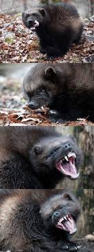 Marketplace foods, st croix falls. Les Gloutons Sont Arrives A Sainte Croix Wolverine Animal Dangerous Animals Animals Wild