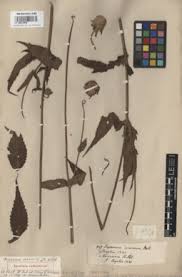 Image result for Dipsacus pinnatifidus