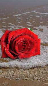 Download, share or upload your own one! Pin By Messenger On Iphone 5 Backgrounds Beautiful Red Roses Red Roses Rose