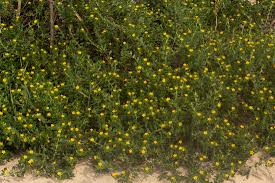 Image result for Euploca katangensis