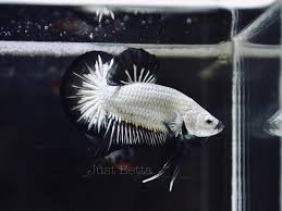Body fish pigment layers thick white coating which covered the body and gill. Just Betta Black Dragon Hmpk New Arrivals Facebook