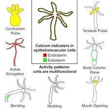 Lightly color the myosin and actin molecules. Mapping The Whole Body Muscle Activity Of Hydra Vulgaris Sciencedirect