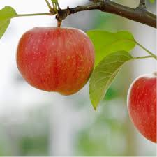 Furthermore, dwarf fruit trees are good choices when you have a tiny backyard or dont want to deal with towering branches. Dwarf Fruit Trees Buying Guide Lowe S