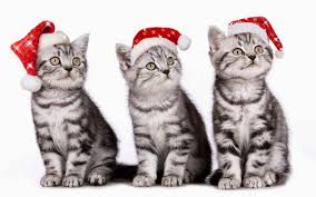 Bildergebnis für Katzen Weihnacht