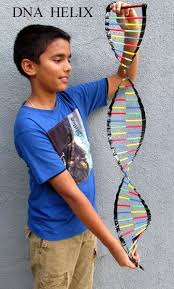 Dna Model Made With Tape Colored Straws And Pencils Dna Model Project Dna Project Dna Model