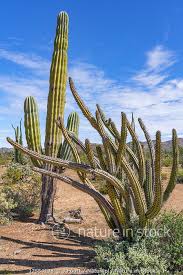 Velg blant mange lignende scener. Nature In Stock