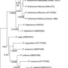 Image result for Polyphlebium borbonicum