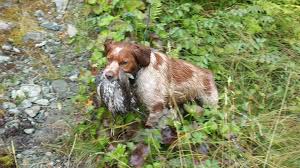 We occasionally have a brittany puppy for sale. Testimonials L Escarbot Kennels Llc French Brittany Spaniel Puppies Training Breeding Stud Service