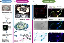 The synchrotron radiation, the emission of very relativistic and ultrarelativistic electrons gyrating in a magnetic eld, is the process which dominates much of high energy astrophysics. Correlating Sted And Synchrotron Xrf Nano Imaging Unveils Cosegregation Of Metals And Cytoskeleton Proteins In Dendrites Elife