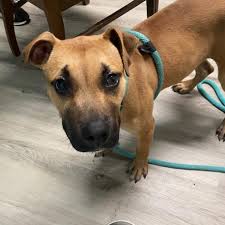 Thank you so much, bella!! Care Stl No Kill Animal Shelter Desperate For Foster Families
