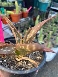 Image result for Aloe buchananii