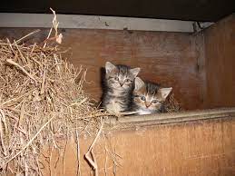 Wenn es dem vorbesitzer darum geht, ein schönes zuhause für die katze zu finden, wird er sie auch ein bisschen ausfragen, wie die katze bei ihnen wohnen soll. Katzen Freiganger Tieranzeigen Seite 3