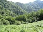 جنگل های ایران 1