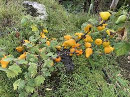 Image result for Solanum mammosum