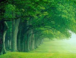Free Download Full Hd Nature Wallpapers For Pc Wallpaper Green Nature Wallpaper Nature Desktop Wallpaper Nature Desktop